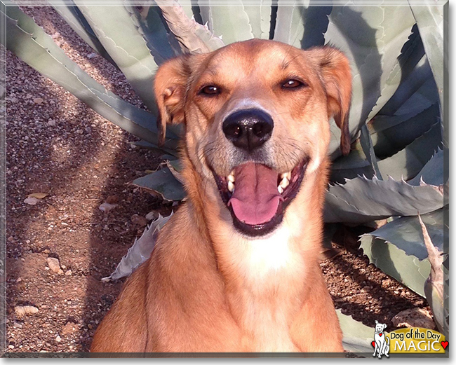 Magic the Dog, the Dog of the Day