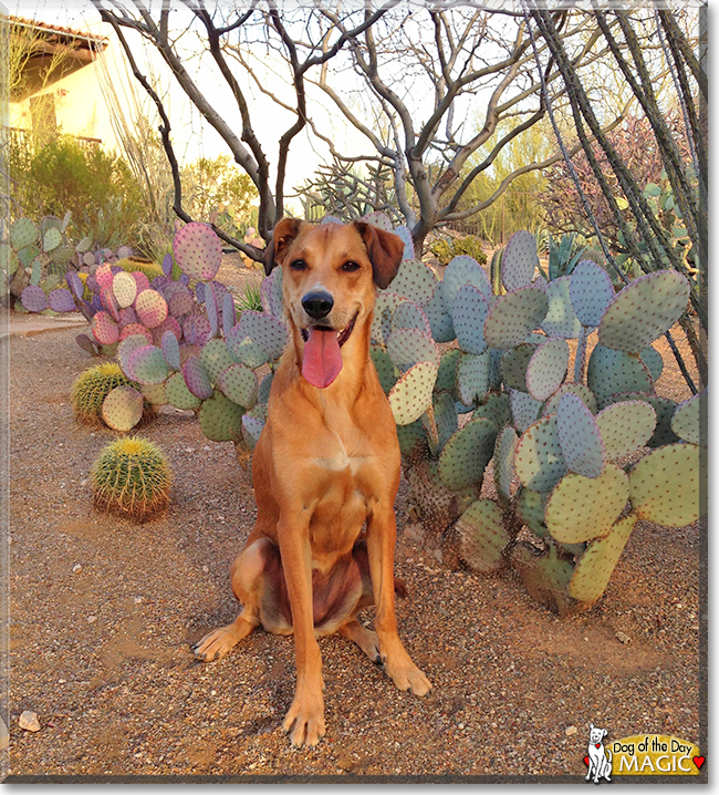 Magic the Dog, the Dog of the Day