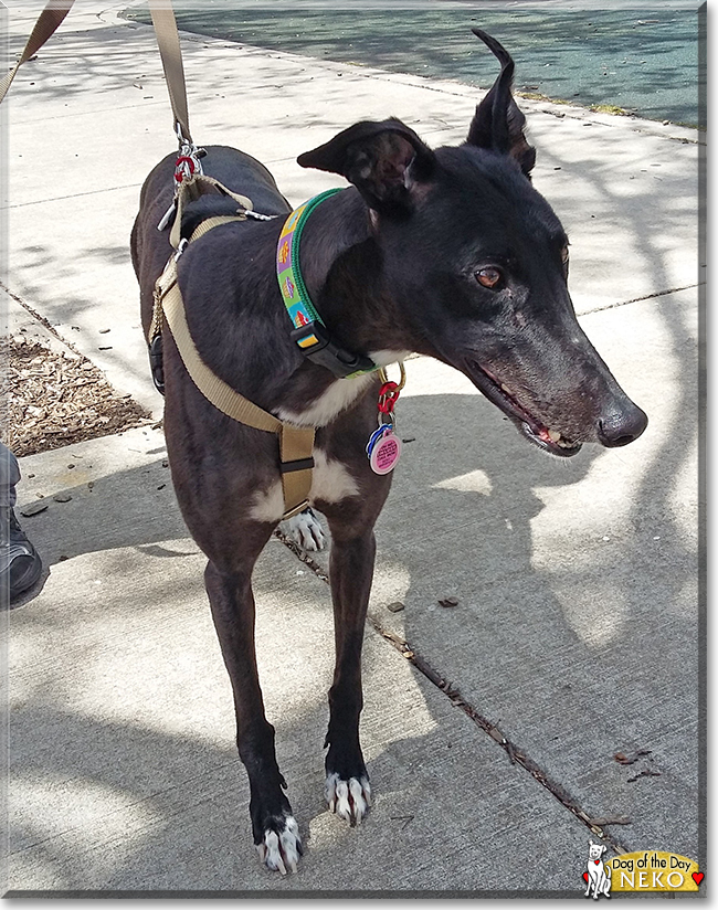 Neko the Greyhound, the Dog of the Day