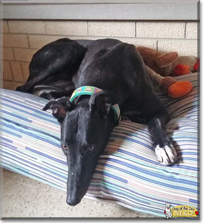 Neko the Greyhound, the Dog of the Day