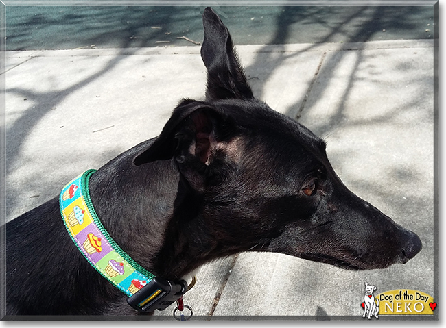 Neko the Greyhound, the Dog of the Day