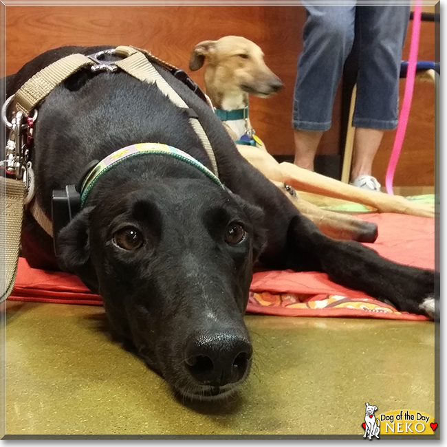 Neko the Greyhound, the Dog of the Day