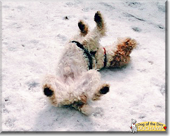 Duchamp the Wire Fox Terrier, the Dog of the Day