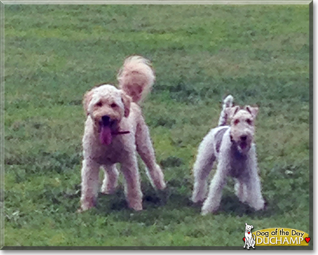 Duchamp the Wire Fox Terrier, the Dog of the Day