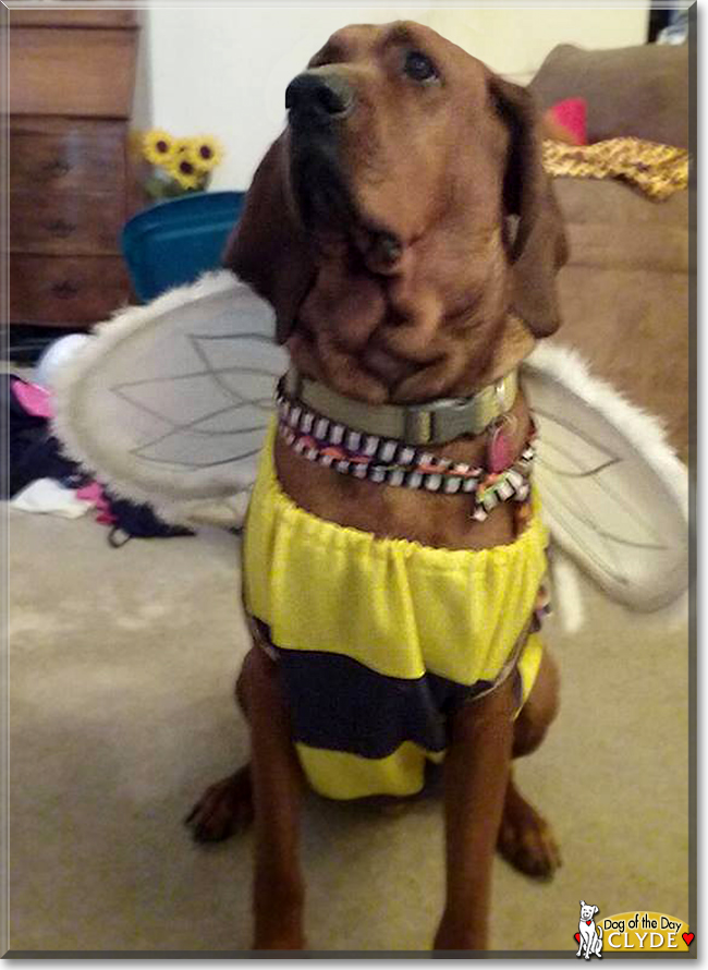 Clyde the Bloodhound/Coonhound mix, the Dog of the Day