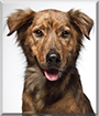 Sparky the Retriever mix