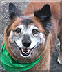 Missy the Chow Chow/Keeshond mix