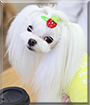 Milk the Maltese