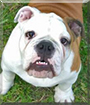 Atlas the English Bulldog