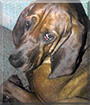 Clyde the Bloodhound/Coonhound mix