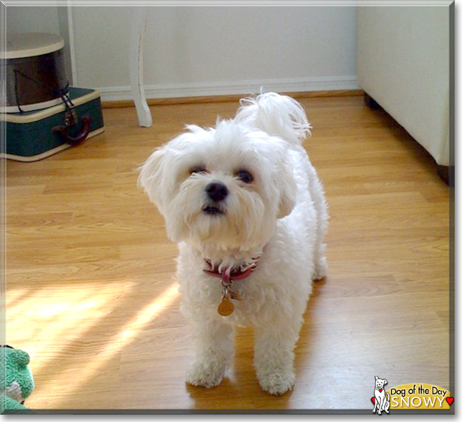 Snowy the Maltese, the Dog of the Day