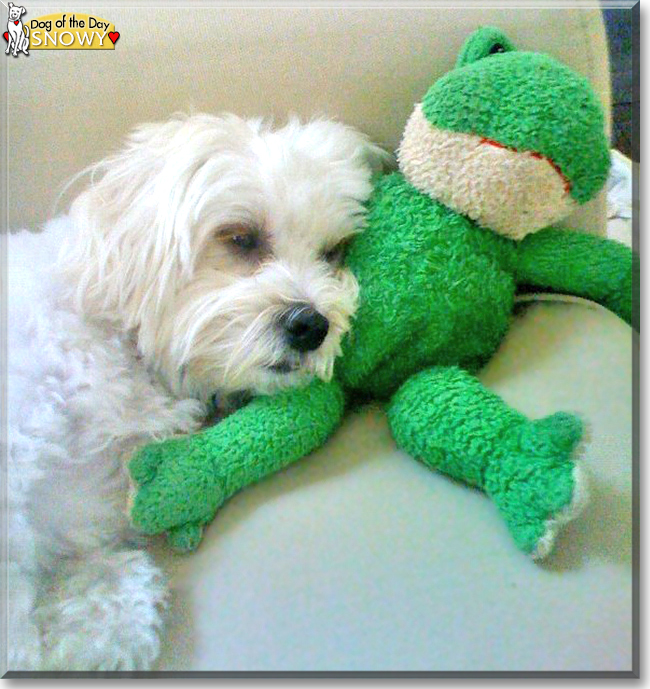 Snowy the Maltese, the Dog of the Day