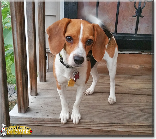 Clover Anne the Beagle, the Dog of the Day