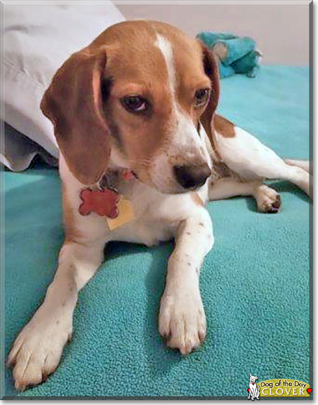 Clover Anne the Beagle, the Dog of the Day