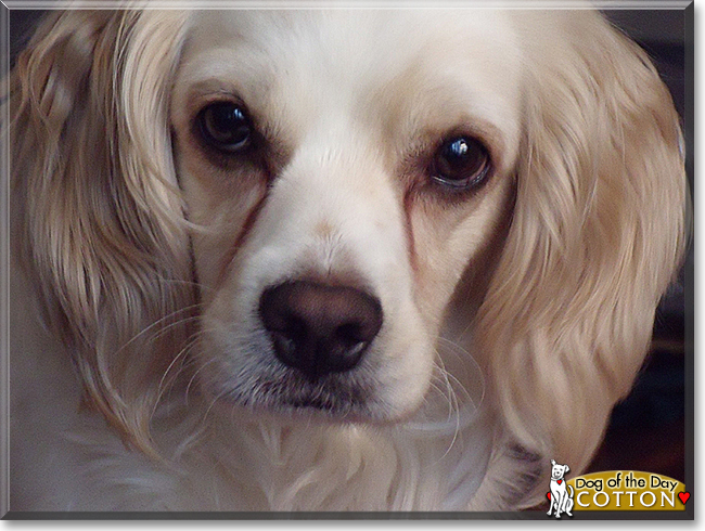 Cotton the Cocker Spaniel, Cavalier King Charles Spaniel, the Dog of the Day