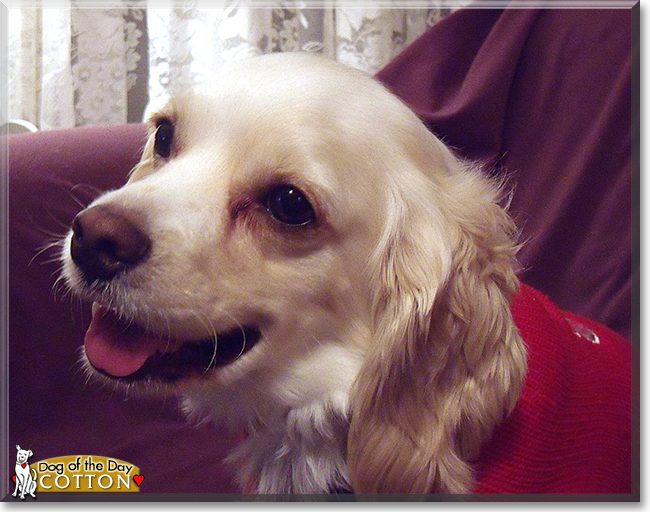 Cotton the Cocker Spaniel, Cavalier King Charles Spaniel, the Dog of the Day