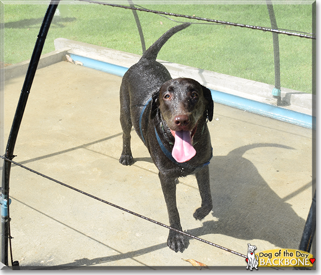 Backbone the Labrador Retriever, the Dog of the Day