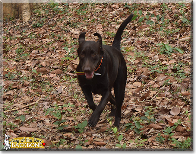 Backbone the Labrador Retriever, the Dog of the Day