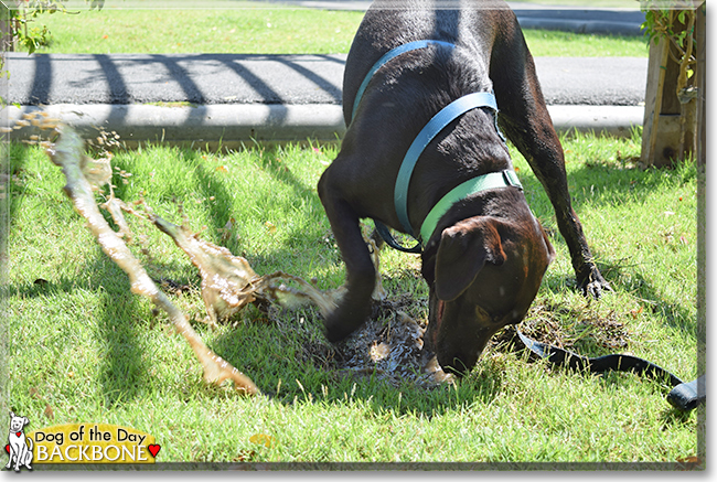 Backbone the Labrador Retriever, the Dog of the Day