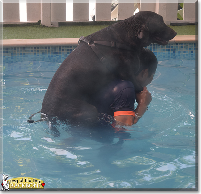 Backbone the Labrador Retriever, the Dog of the Day