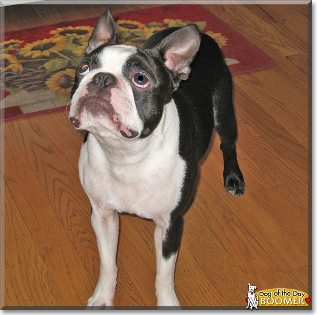 Boomer the Boston Terrier, the Dog of the Day