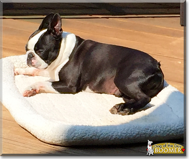 Boomer the Boston Terrier, the Dog of the Day