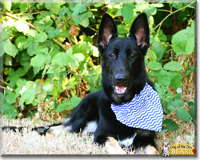 Beari the German Shepherd Dog, the Dog of the Day