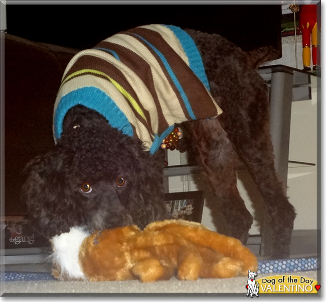 Valentino the Miniature Poodle, the Dog of the Day