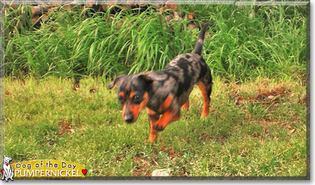 Pumpernickel the Chihuahua, Dachshund mix, the Dog of the Day