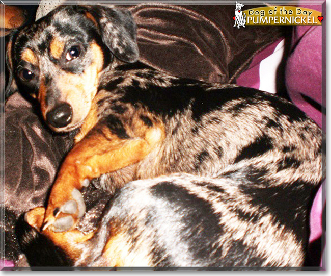 Pumpernickel the Chihuahua, Dachshund mix, the Dog of the Day