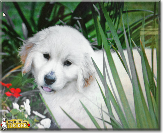 Tucker the Golden Retriever, the Dog of the Day