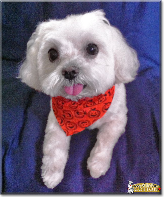 Cotton the Maltese, the Dog of the Day