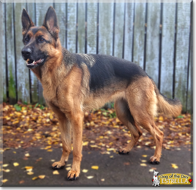 Estrella the German Shepherd Dog, the Dog of the Day