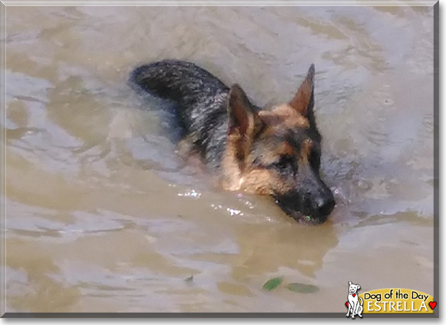 Estrella the German Shepherd Dog, the Dog of the Day