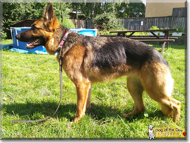 Estrella the German Shepherd Dog, the Dog of the Day