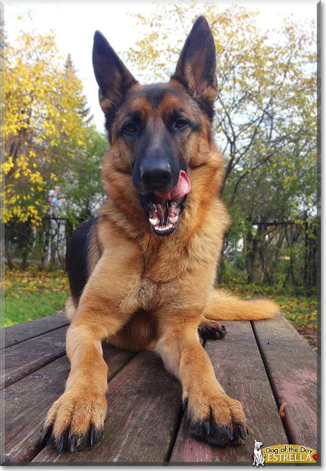 Estrella the German Shepherd Dog, the Dog of the Day