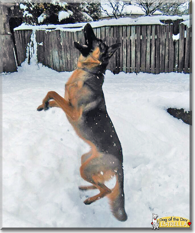 Estrella the German Shepherd Dog, the Dog of the Day