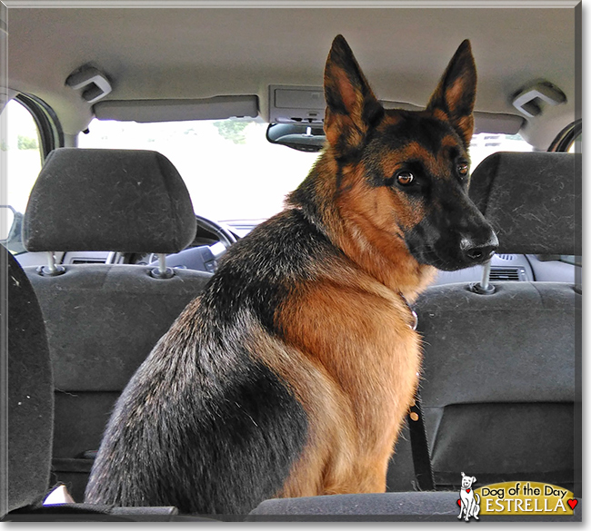 Estrella the German Shepherd Dog, the Dog of the Day