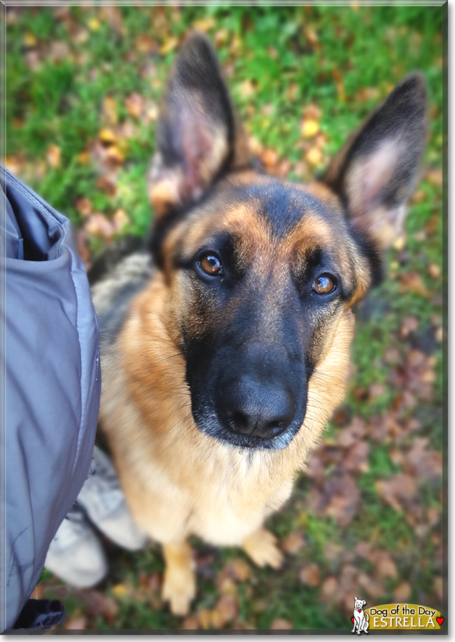 Estrella the German Shepherd Dog, the Dog of the Day