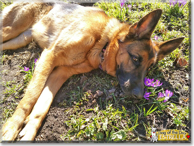 Estrella the German Shepherd Dog, the Dog of the Day