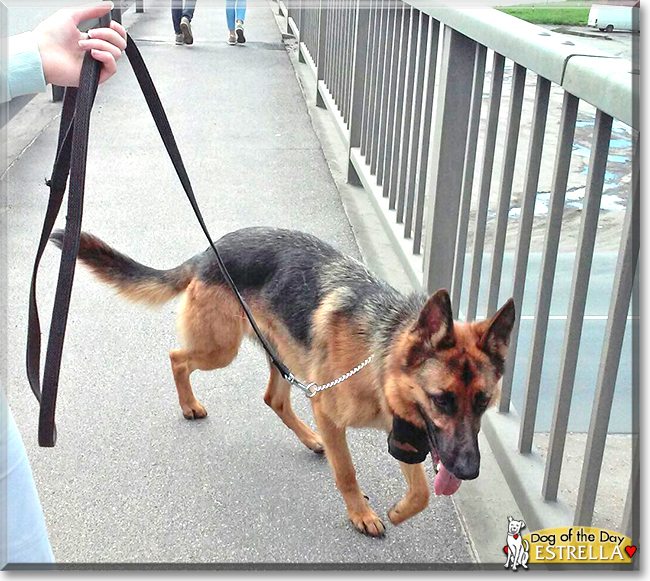 Estrella the German Shepherd Dog, the Dog of the Day