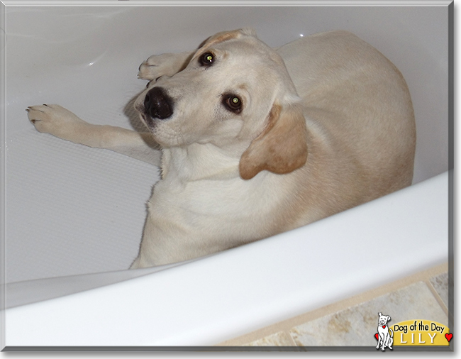 Lily the Labrador Retriever, the Dog of the Day