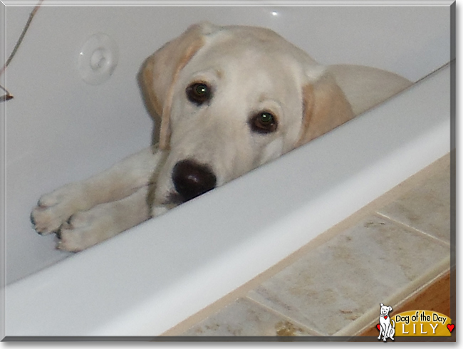 Lily the Labrador Retriever, the Dog of the Day