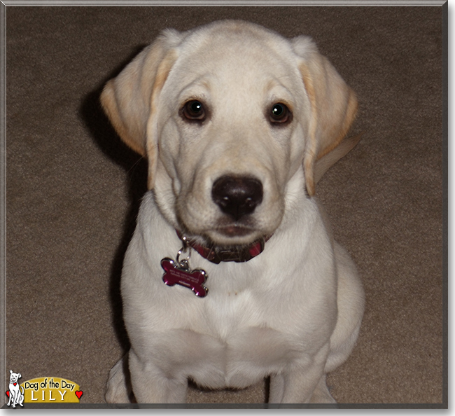 Lily the Labrador Retriever, the Dog of the Day