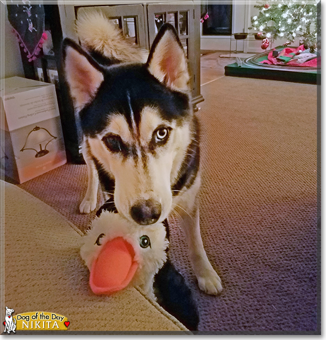 Nikita the Siberian Husky, the Dog of the Day