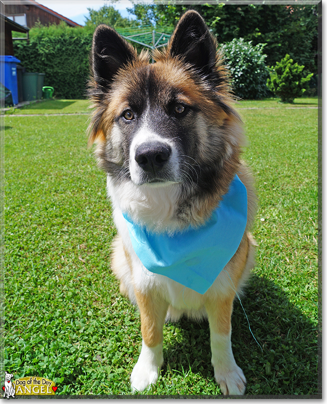 Angel the Canilo, the Dog of the Day