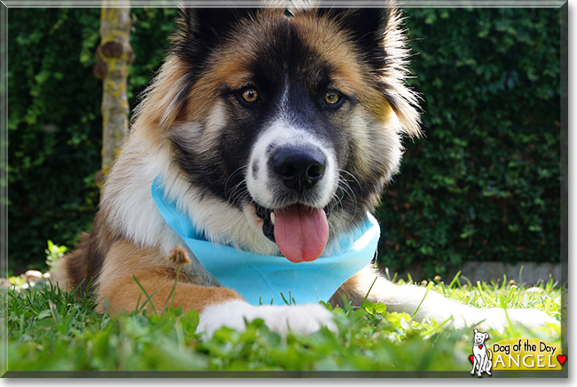 Angel the Canilo, the Dog of the Day