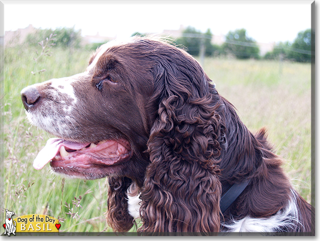 Basil the English Springer Spaniel, the Dog of the Day