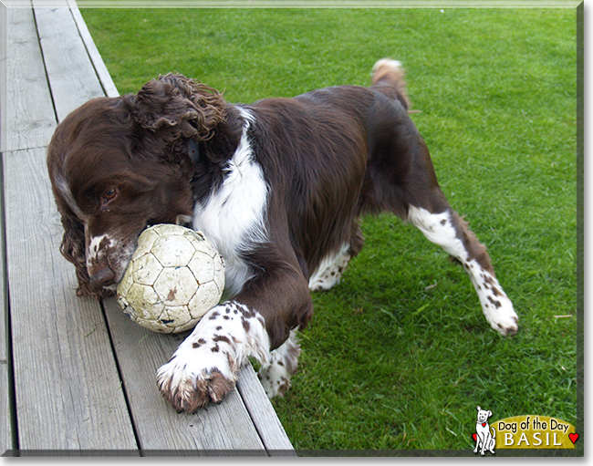 Basil the English Springer Spaniel, the Dog of the Day