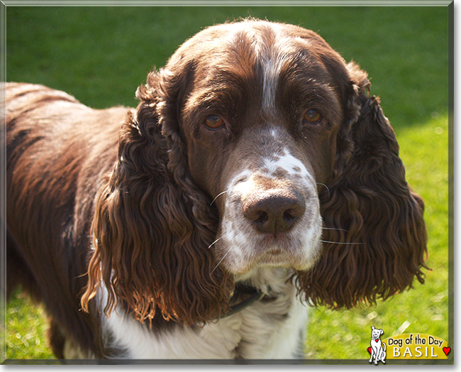 Basil the English Springer Spaniel, the Dog of the Day